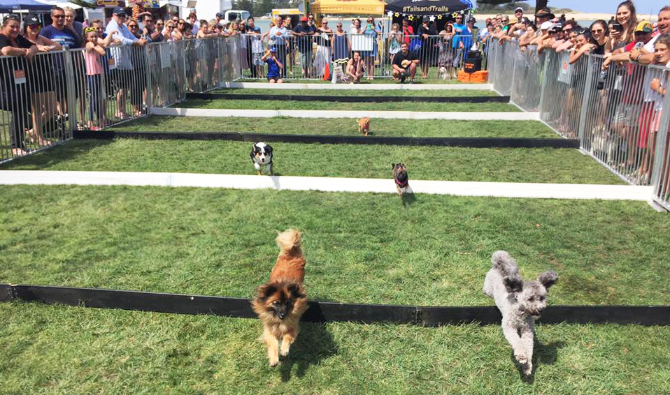 Dogs In the Park Penrith September 16 Australian Dog Lover