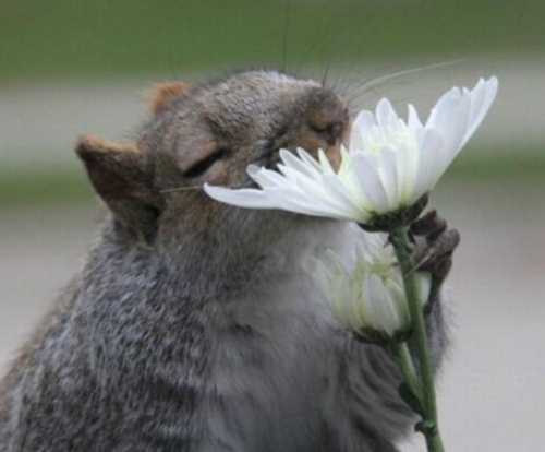 Is this flower edible?