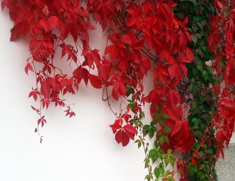 enredadera de Virginia o parra virgen