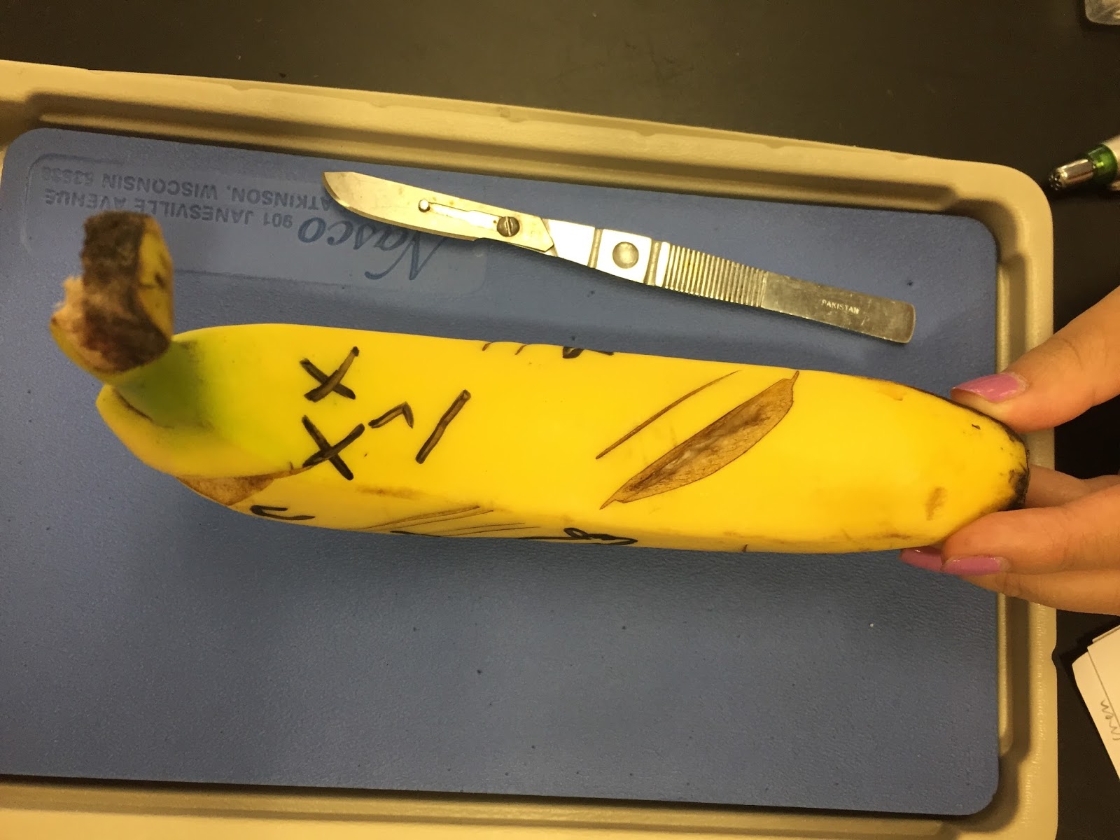 Anatomy and Physiology Hana the Banana Lab