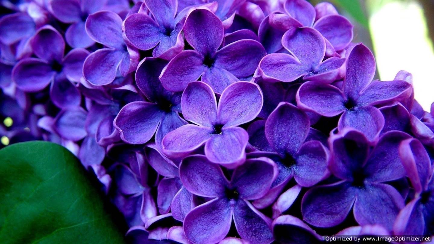 Lilac Desktop Wallpaper Free Hd Wallpaper Lilac Desktop Wallpaper Free Hd Wallpaper