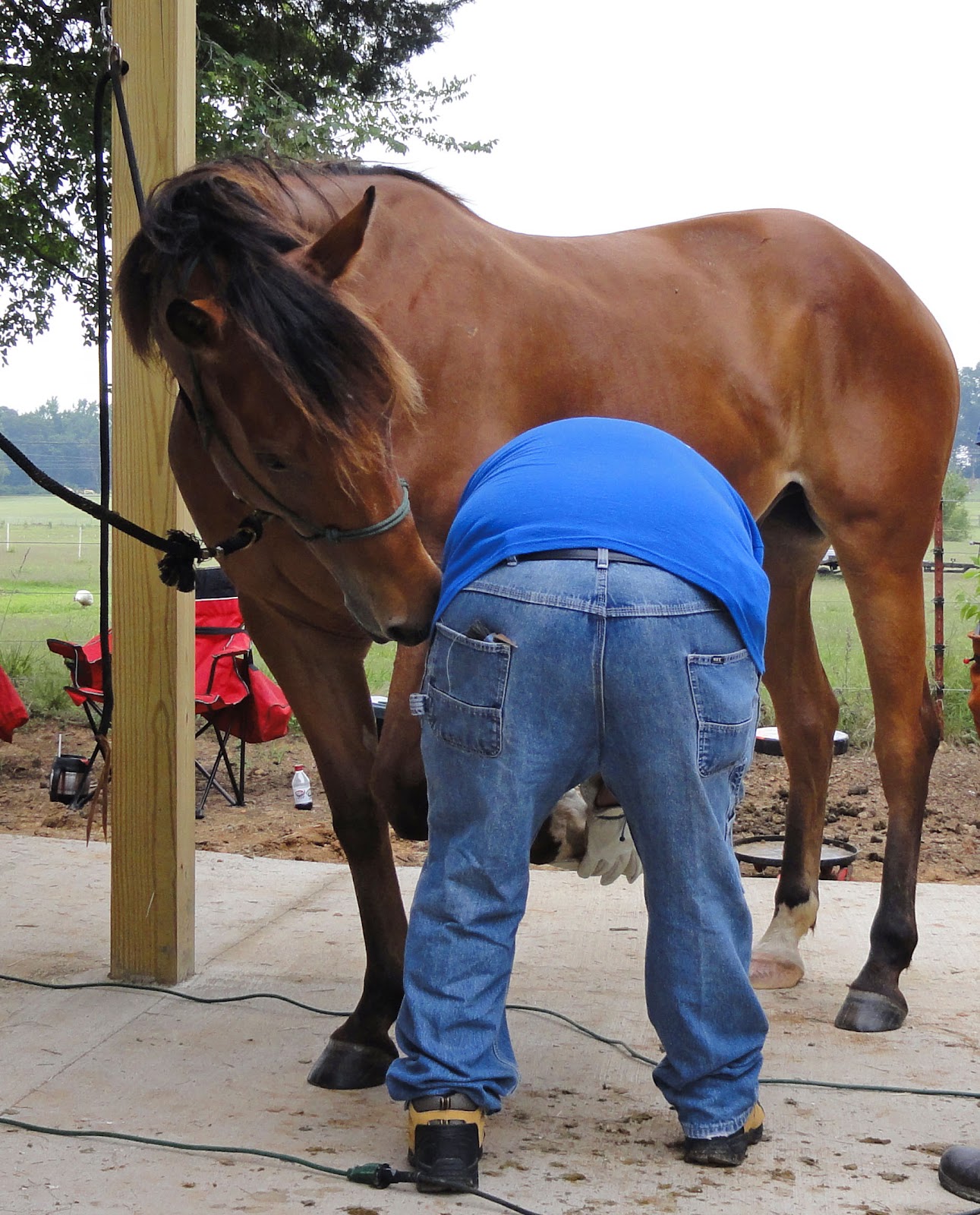 Mustang Dreams.... Trimming hooves with an angle grinder...