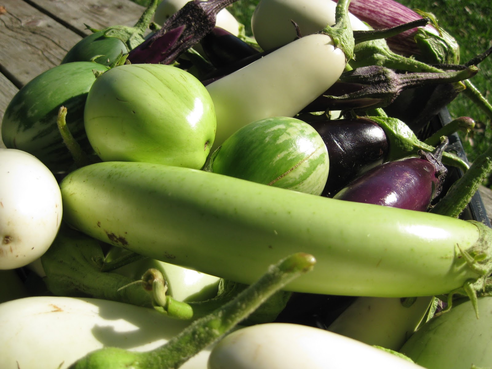 Tree and Twig Farm Blog Need Heirloom Tomato Seedlings Southern