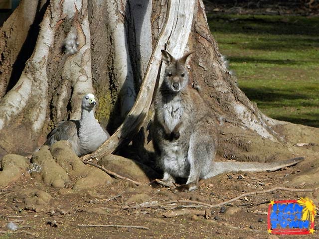 Tasmanian Devil Conservation Park in Tarrana, Tasmania | Ivan About Town