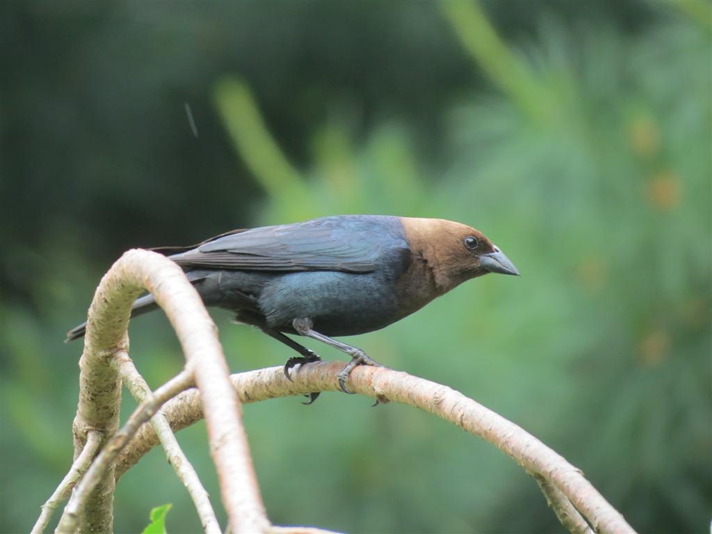 For The Birdies Part Of My Post I Am Sharing Brown Headed Cowbird And A Redbellied Woodpecker Above
