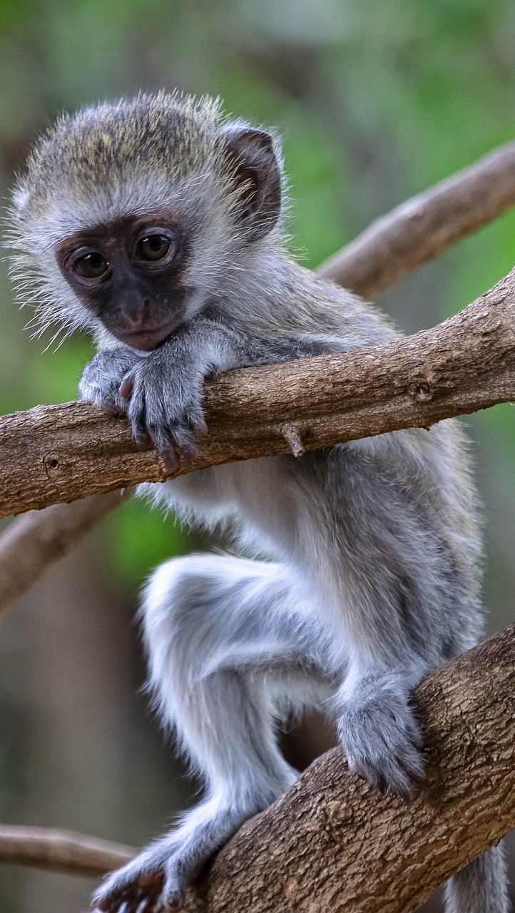 A cute baby monkey. A cute baby monkey.