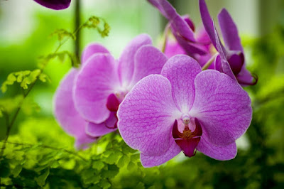 hoa tang sinh nhat me