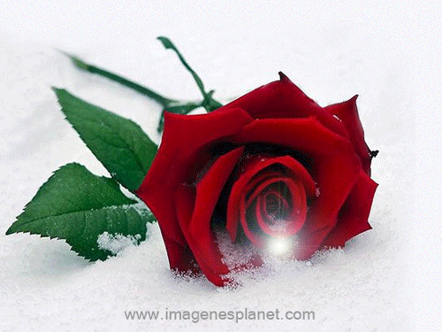 Red rose gif animated