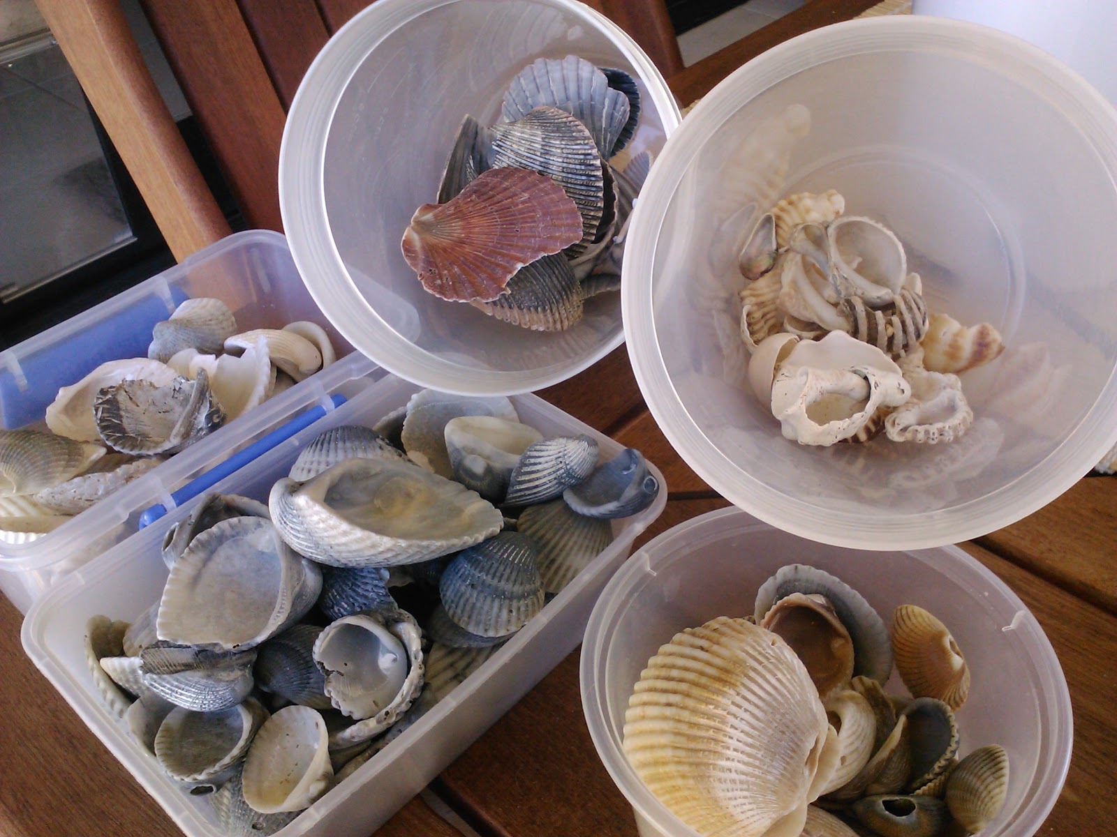 at home with olive Collecting Sea Shells to Create a Wind Chime