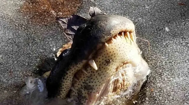 Alligators in North Carolina began to thaw