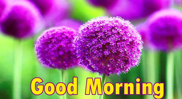 good morning flowers photos good morning flowers photos
