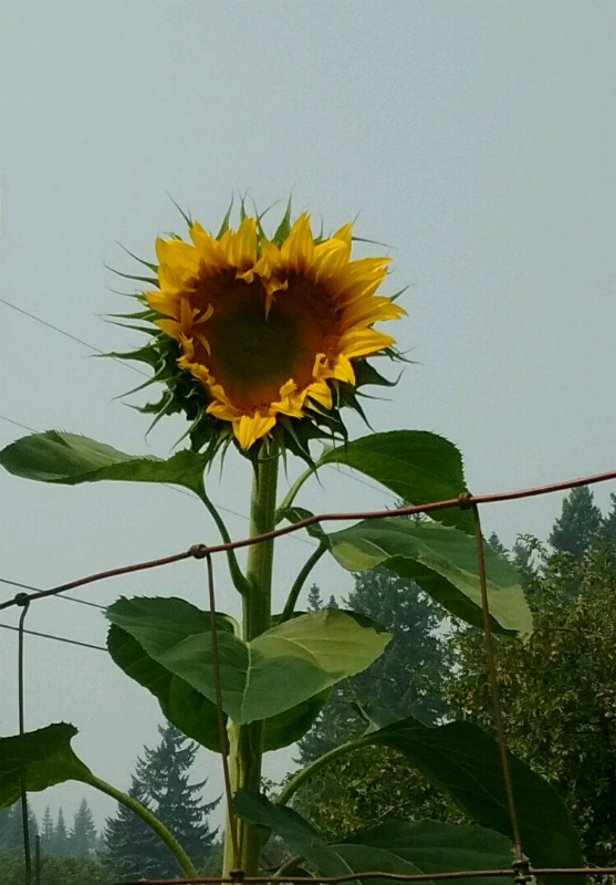 High Prairie Farmgirl I Heart Sunflowers!