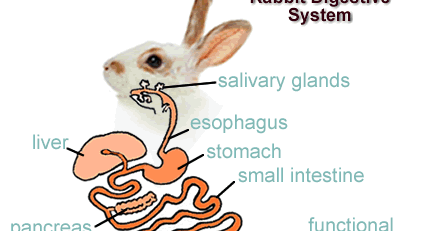 Human&Animal Anatomy and Physiology Diagrams: Rabbit Digestive System