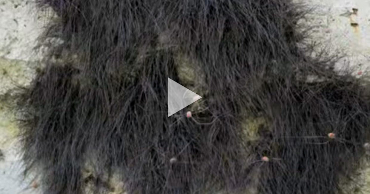 These cluster of hairy dirt is actually a group of insects