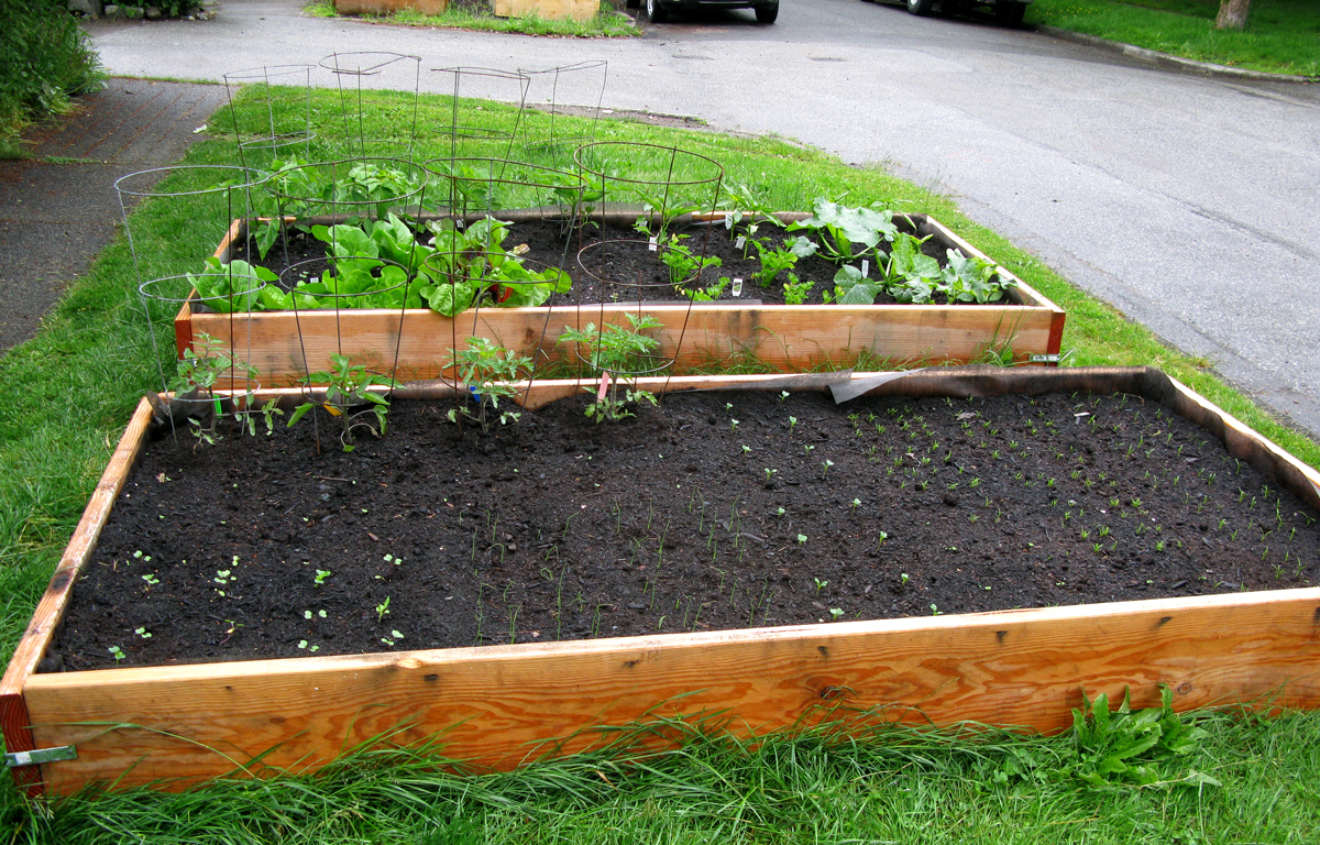 Growing Edibles in Vancouver, British Columbia Vegetables in the Front