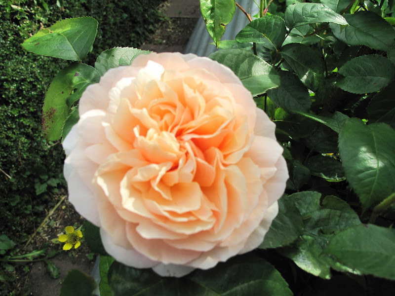 Joanne's Cottage Garden ROSES IN MY VEGETABLE GARDEN