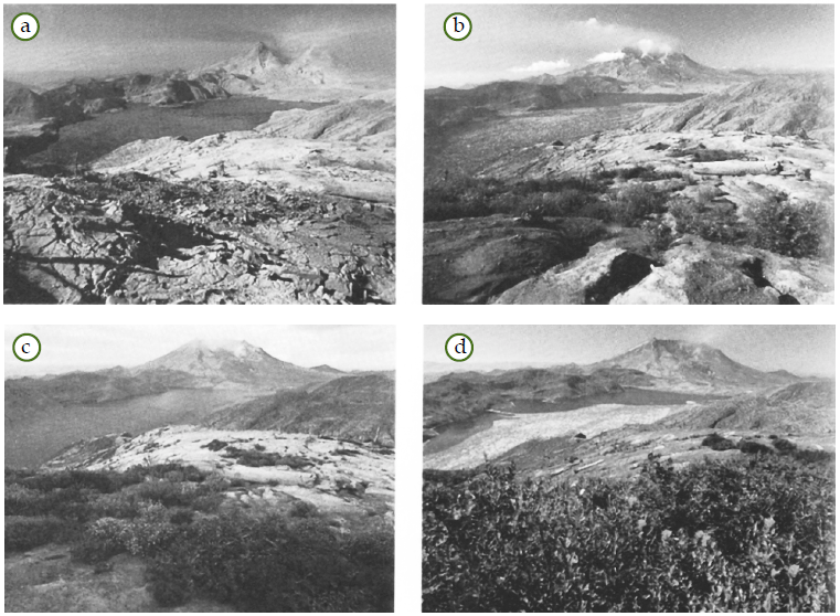 Suksesi pada Gunung St. Helens di Amerika Suksesi pada Gunung St. Helens di Amerika