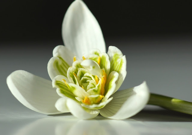 Galanthus nivalis 'Flore Plena' Galanthus nivalis 'Flore Plena'