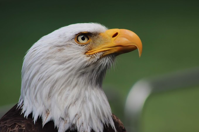 The 7 Characteristics Of An Eagle And Why They Are Lessons For Good Leadership