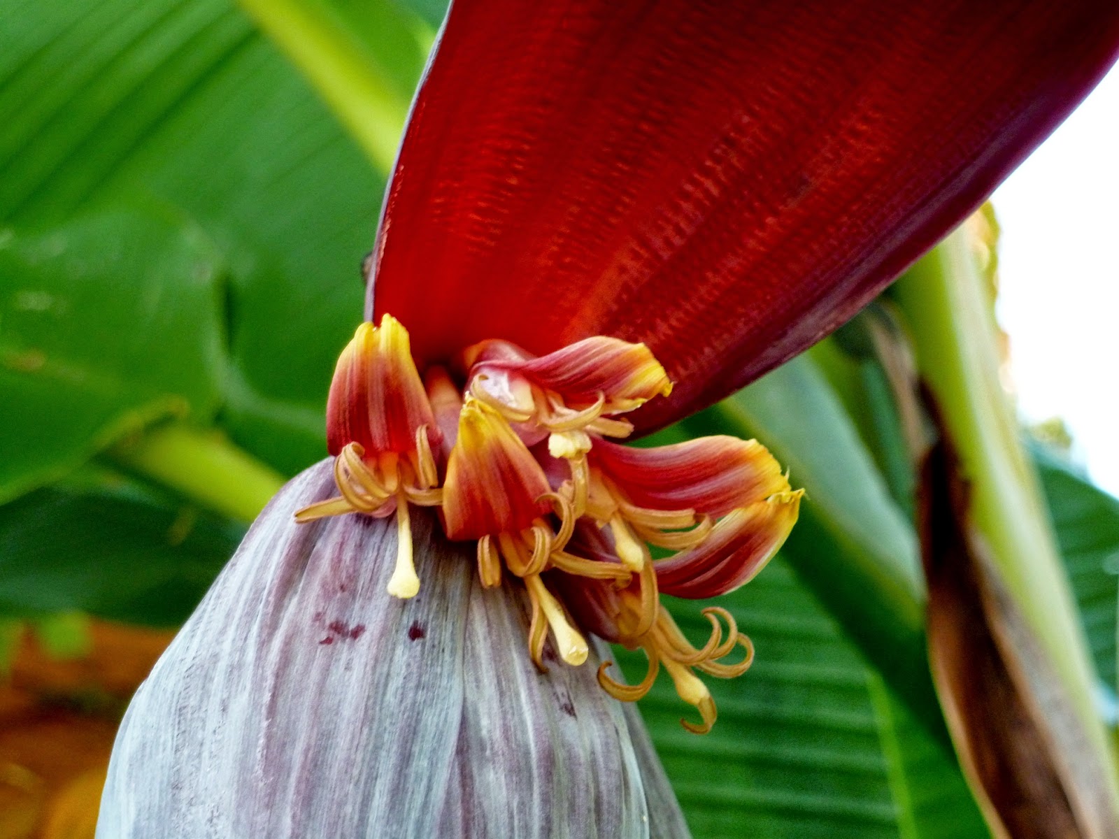 Árboles con alma: Banano. Plátano. (Musa x paradisiaca)