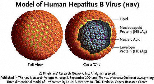 Is hepatitis B contagious?