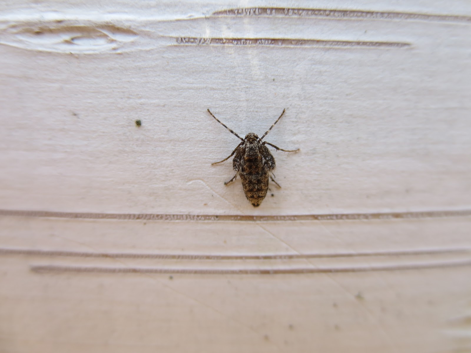 Maynard Life Outdoors and Hidden History of Maynard Winter Moths Act