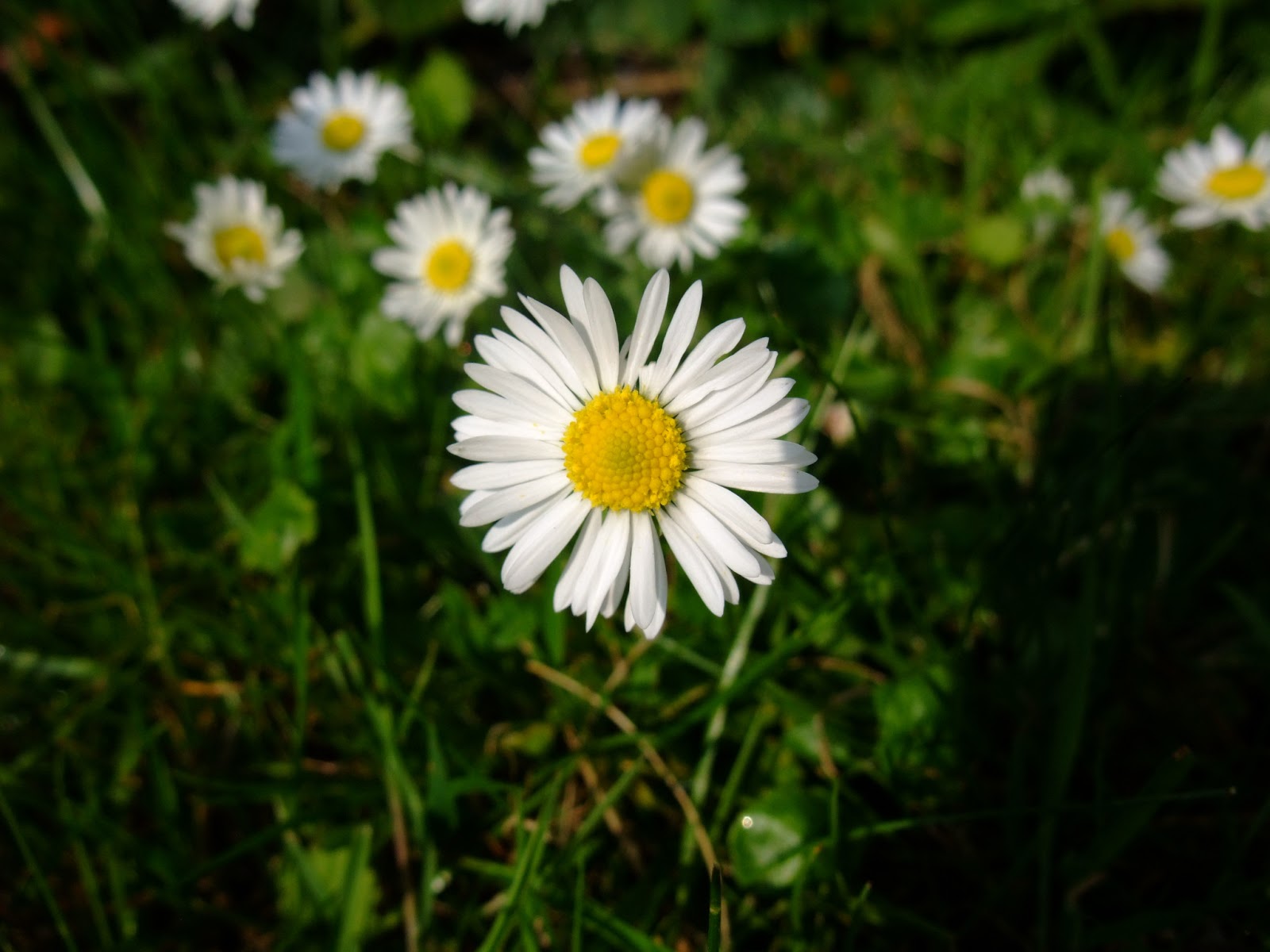 HERBAL PICNIC COMMON DAISY
