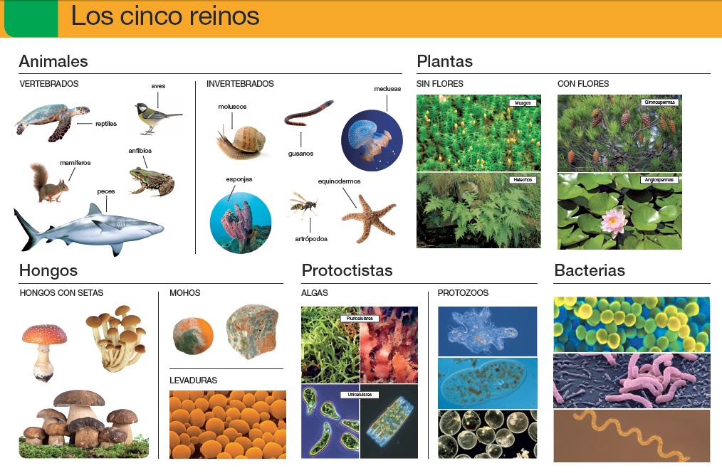 Ciencias Naturales: Los cinco reinos