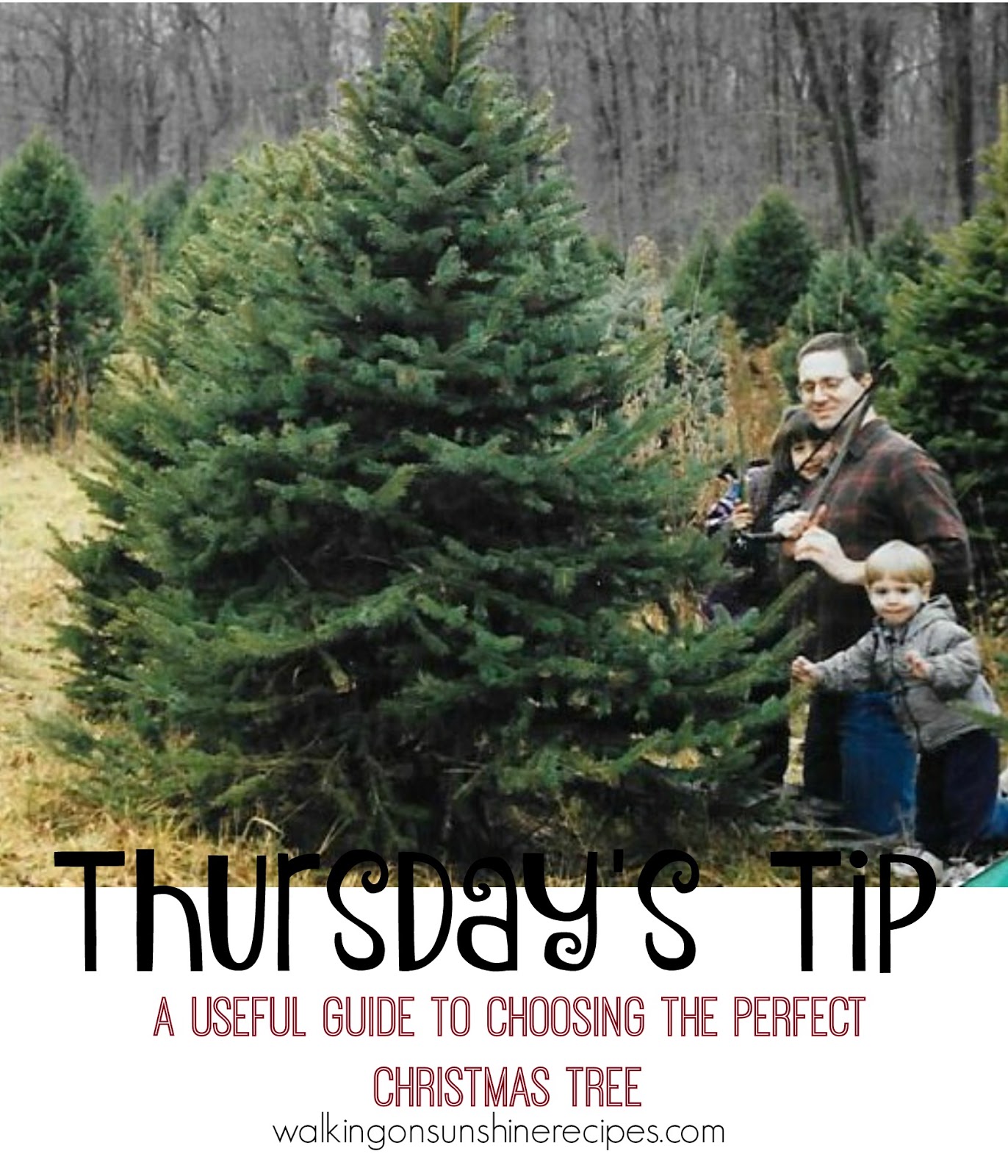 Choosing the Perfect Christmas Tree - Thursday's Tip Walking On Sunshine Recipes