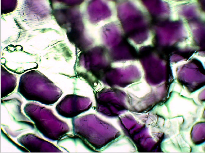 7th Grade Science 20142015 Onion Lab Osmosis in Plant Cells.