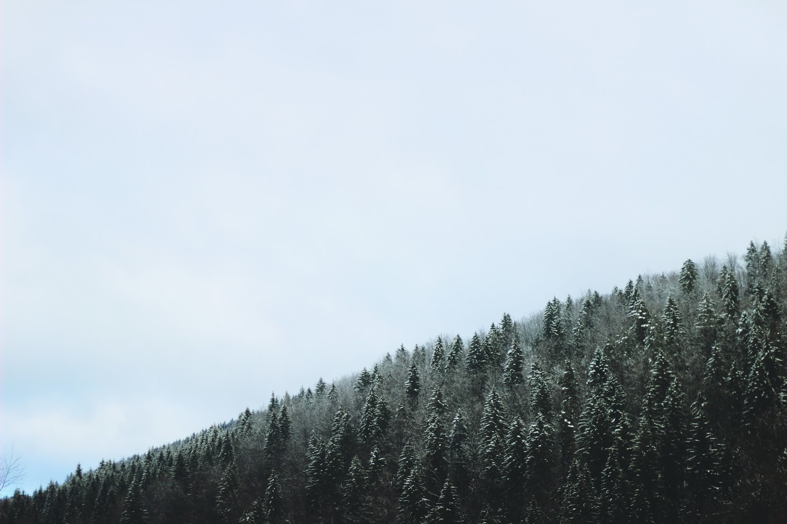 filipa canic blog, youarethepoet, you are the poet blog, forest, winter,