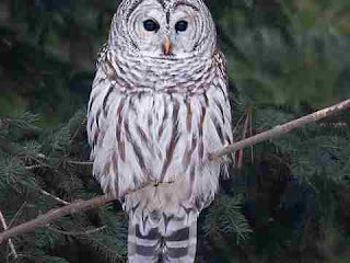 owl in dream owl in dream