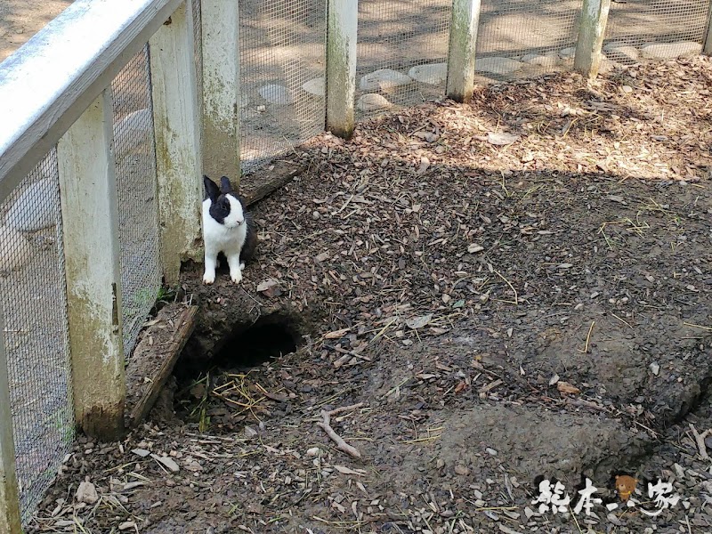 苗栗親子必訪|可愛鴨鴨大遊行、兔寶寶、黑山羊生態區~飛牛牧場有趣互動體驗