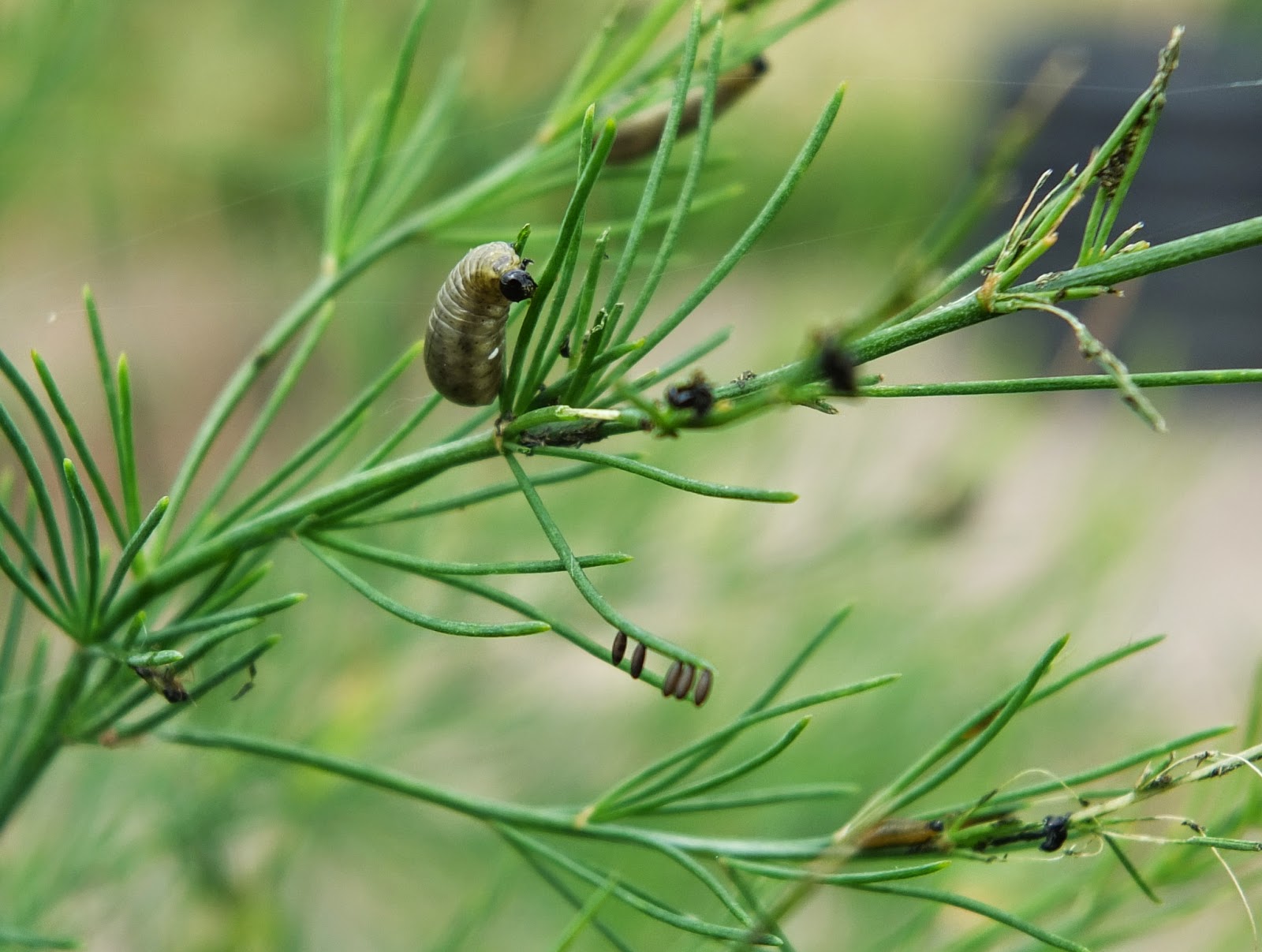 Common Asparagus Beetle