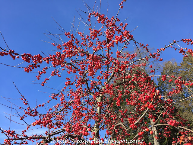 Winterflor Kirschapfel