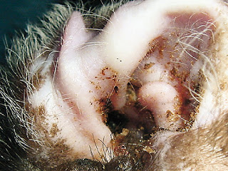 Ušni paraziti kod psa Panvet Subotica