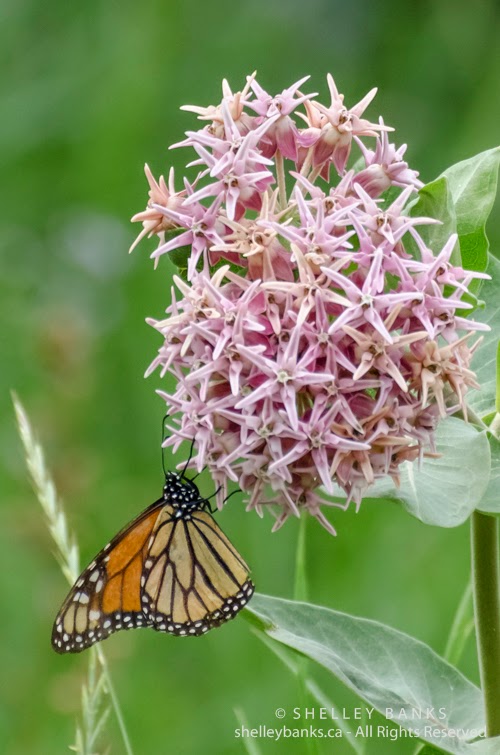 Prairie Wildflowers Showy Milkweed — With Monarch Butterfly