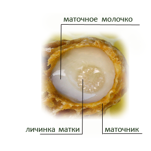 Bee UA пчеловодство для всех: Пчелиный воск Маточное молочко
