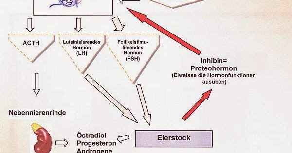 gebärmutter und eierstockentfernung