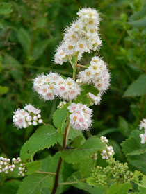 White meadowsweet Spiraea alba var. latifolia at Skyline Trail Cape Breton Highlands National Park by garden muses-not another Toronto gardening blog