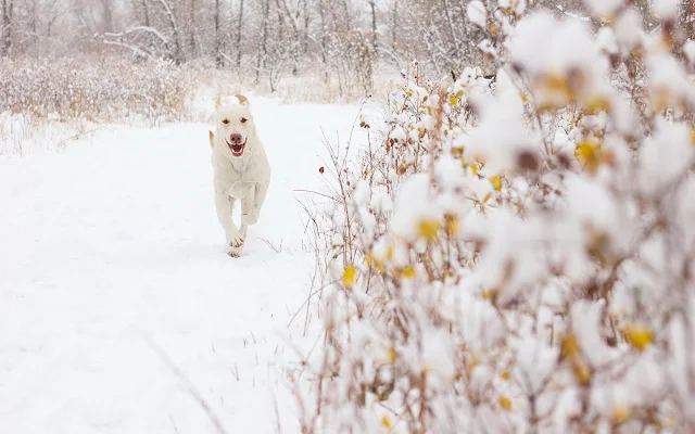Winterfoto met een witte hond in de sneeuw