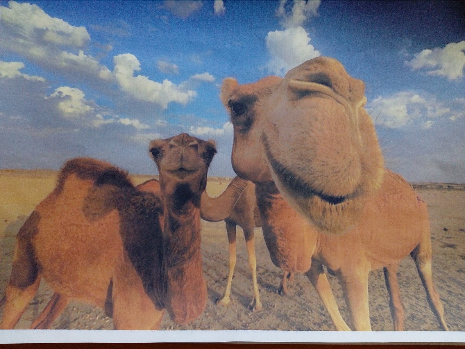 корабль пустыни 7