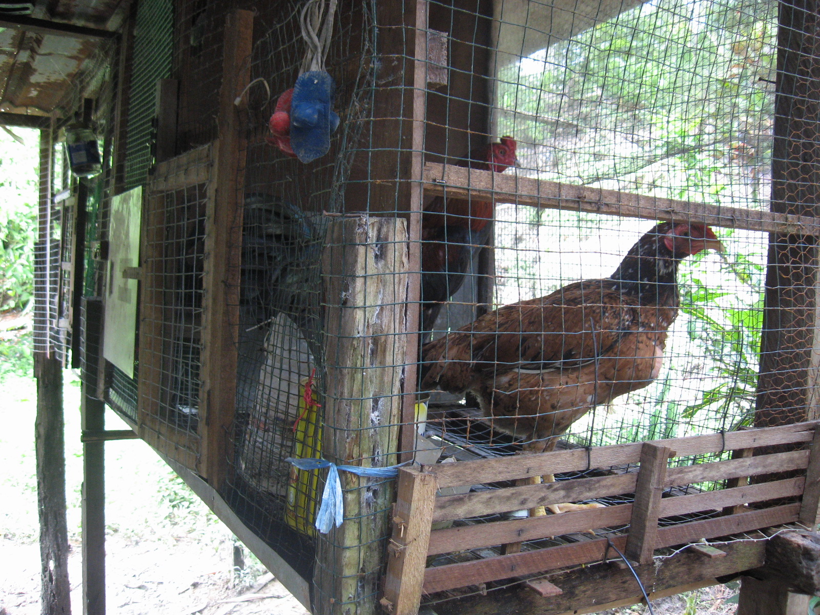 Ayam Sabung: Reban Ayam