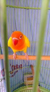 harga lovebird lutino mata hitam harga lovebird lutino mata hitam
