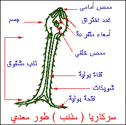 أنت والعلوم