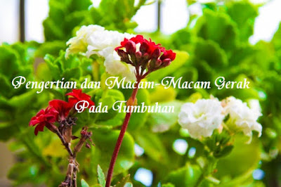 Pengertian dan Macam-Macam Gerak Pada Tumbuhan Pengertian dan Macam-Macam Gerak Pada Tumbuhan
