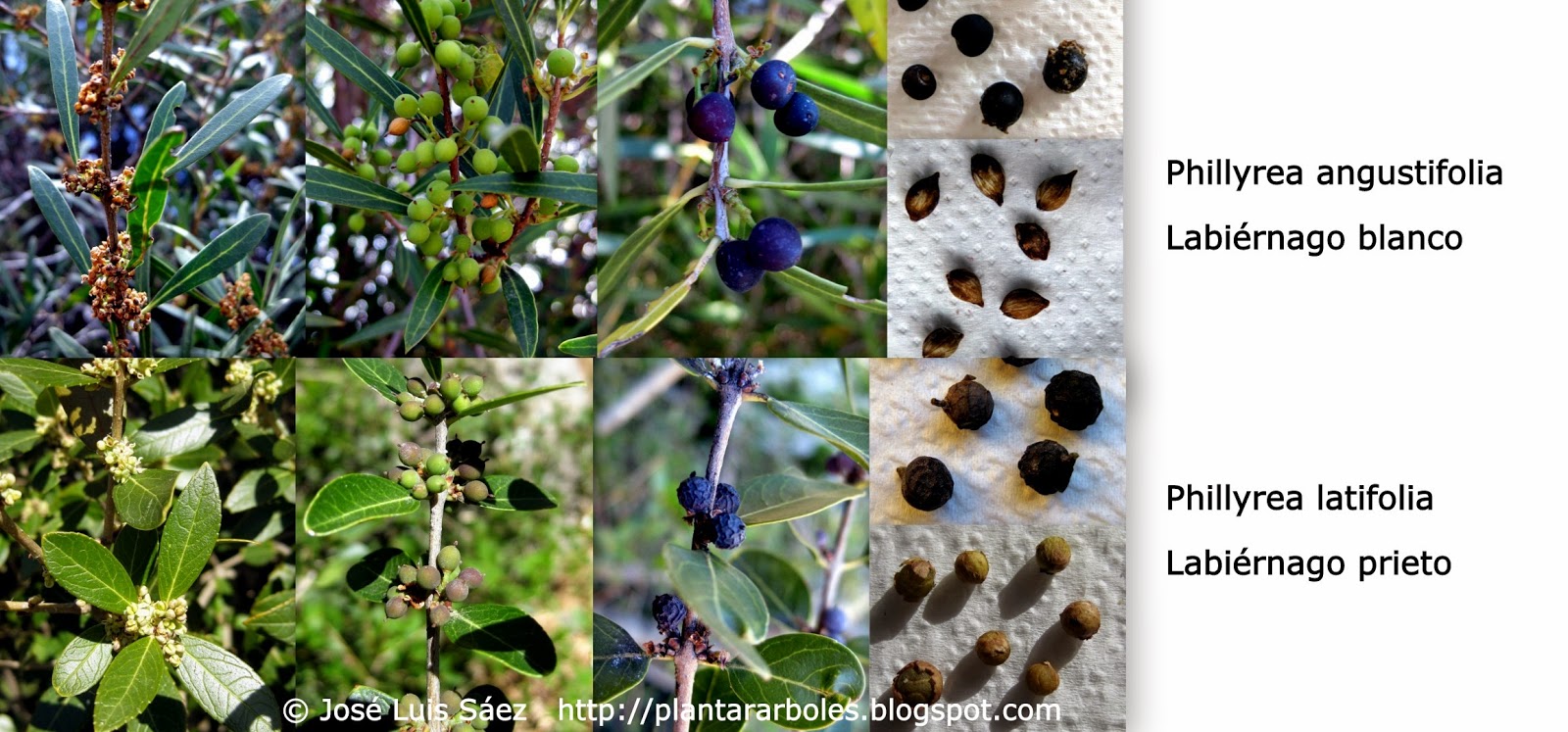 Como Hacer Arboles Decorativos Faciles Como Hacer Arboles Decorativos Faciles