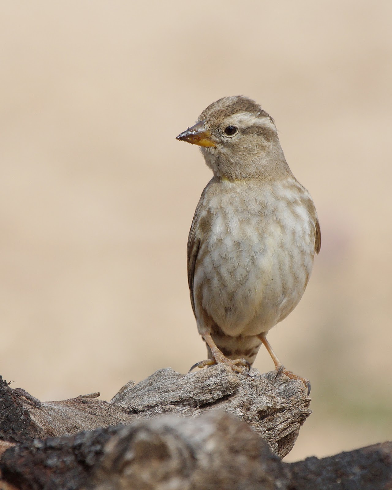 Pasión por las aves Gorrión chillón.(Petronia petronia)