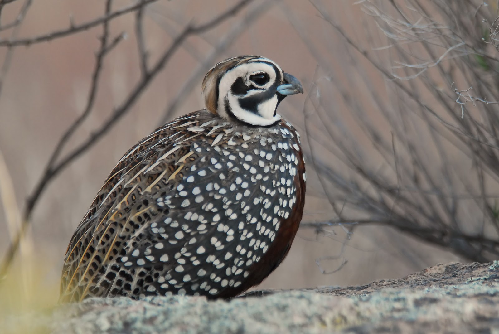 Montezuma Quail Birds World