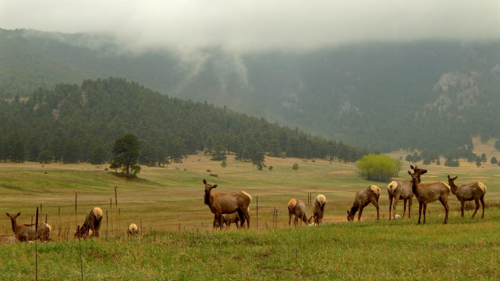 Elk Meadow, Colorado